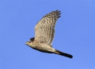 MSWSparrowhawk6nov11.jpg