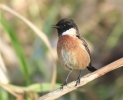 MSWStonechat171211.jpg