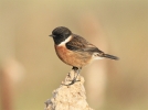 MSWStonechat171211e.jpg