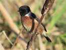 MSWStonechat271211d.jpg