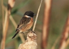 MSWStonechat6nov11b.jpg