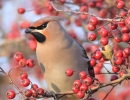 MSWWaxwing151112c.jpg