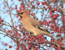 MSWWaxwing151112f.jpg