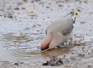 MSWWaxwing191112c.jpg