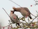 MSWWaxwing191112i.jpg