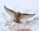 MSWWaxwing191112r.jpg