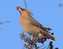 MSWWaxwing21212i.jpg