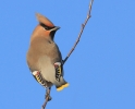 MSWWaxwingNov12k.jpg