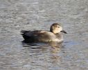 MSWgadwall3211.jpg