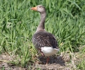 MSWgreylag27411.jpg