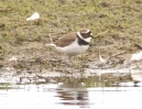 MSWlrplover7411.jpg