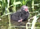 MSWmoorhen27411.jpg