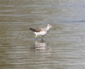 MSWsandpiper20411.jpg