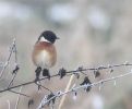 MSWstonechat51210.jpg