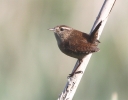 MSWwren10411.jpg