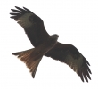 RedKite13411.jpg