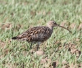 STBRcurlew7411.jpg