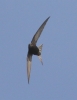 WhisSwift21511.jpg