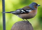 chaffinch2.jpg