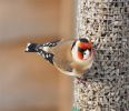 goldfinch21210.jpg