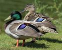 mallardpair.jpg