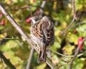 reedbunting2.jpg