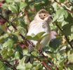 reedbunting3.jpg