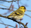 siskin-10311.jpg