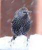 starling21210.jpg