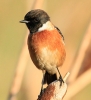 _MG_3158-stonechat.jpg