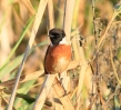 _MG_3248_stonechat.jpg