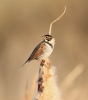 _MG_3276-reedbunting-mstw.jpg