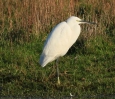 _MG_3518-little-egret-mstw.jpg