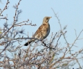 _MG_4390fieldfare.jpg