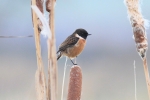 _stonechat-msw.jpg