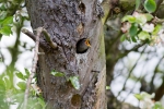 baby-starling.jpg