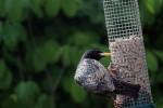 back-garden-starling.jpg