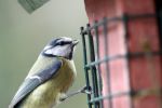 bluetit.jpg