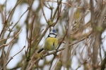 bluetit~1.jpg