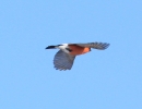 bullfinch-mstw.jpg