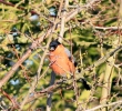 bullfinch-mstw~0.jpg