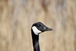 canadian-goose.jpg