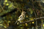 chaffinch-young.jpg