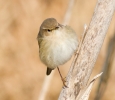 chiffchaff-mstw.jpg