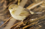 chiffchaff-mstw1.jpg