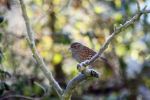 dunnock1.jpg