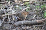 dunnock~0.jpg