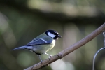 great-tit.jpg