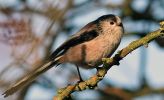 long-tail-tit.jpg