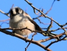 long-tailed-tit-mstw.jpg